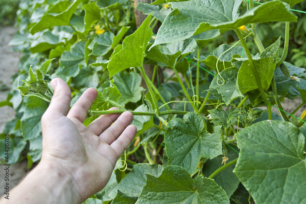 Harvesting cucumbers Harvesting cucumbers