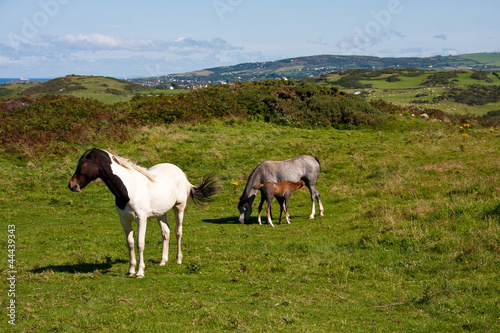 Ponies