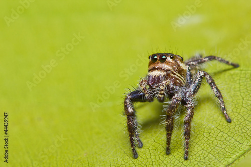 close up of jumper spider on leaf