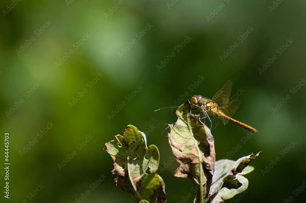 Sympetrum sanguineum Sympetrum sanguineum
