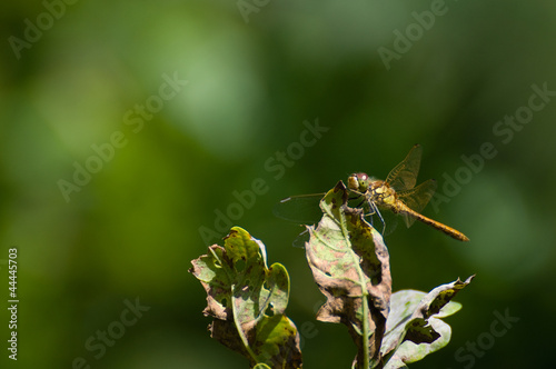 Sympetrum sanguineum