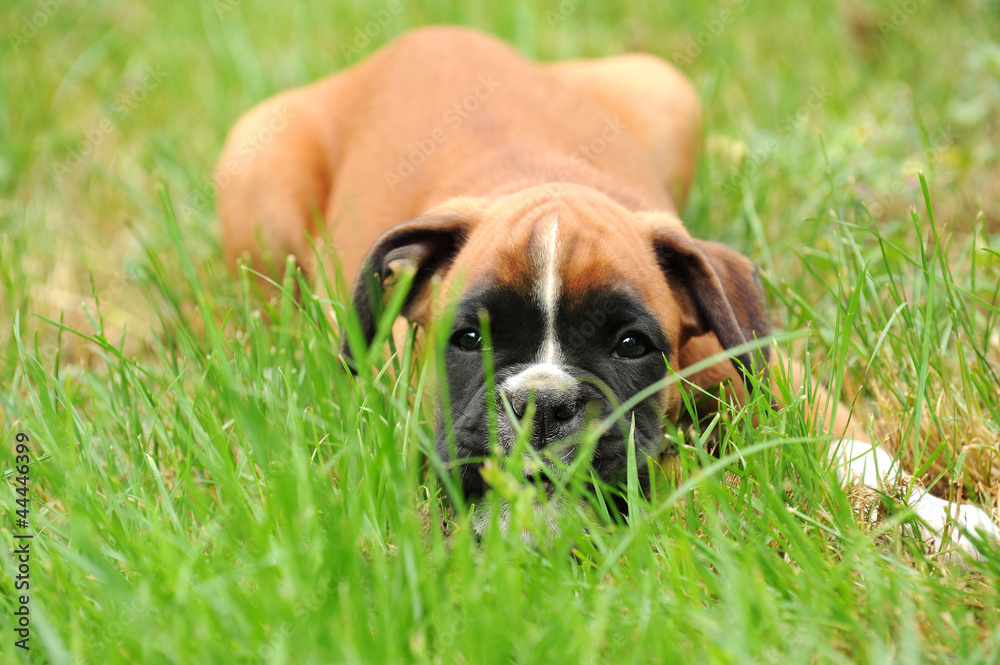 Boxerwelpen 152 Boxerwelpen 152