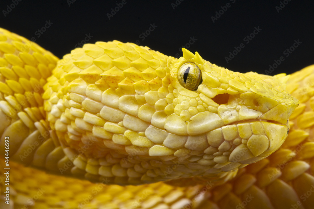 Fototapeta premium Eyelash viper / Bothriechis schlegelii