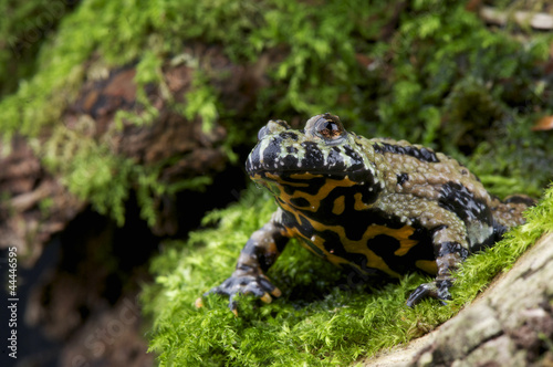 Fire-bellied toad / Bombina orientales