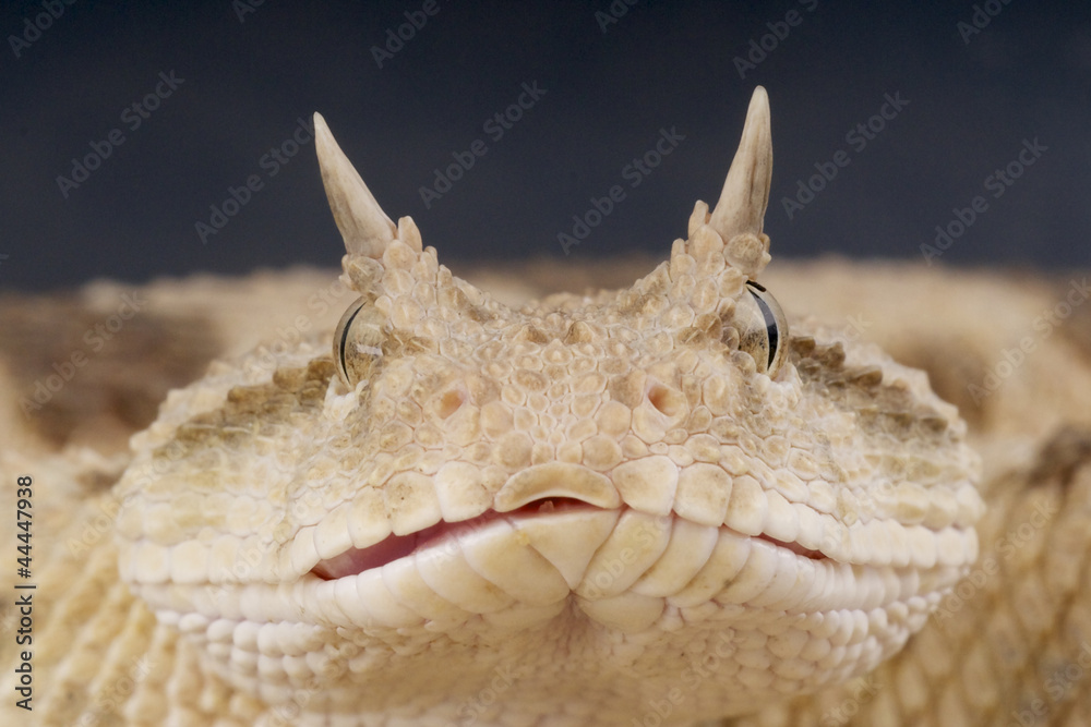 Ταπετσαρία Saharan horned viper / Cerastes cerastes