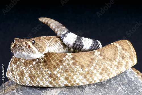 Red rattlesnake / Crotalus ruber photo