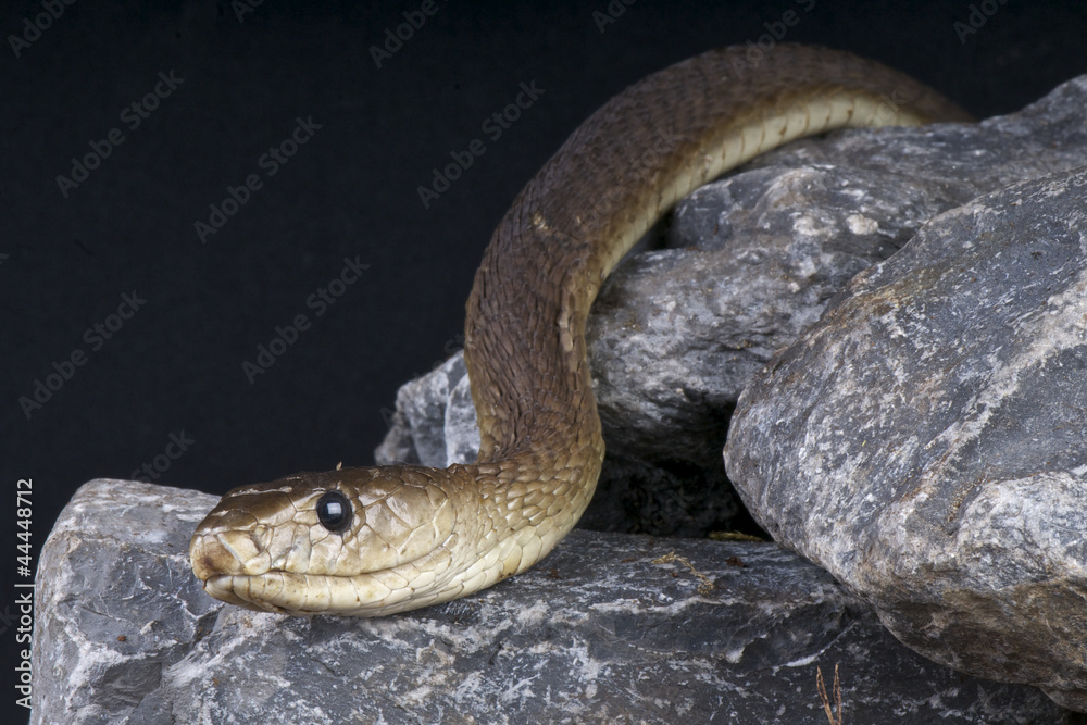 Fototapeta premium Black mamba / Dendroaspis polylepis