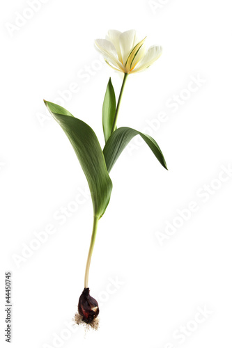 Fototapeta Naklejka Na Ścianę i Meble -  exotic emperor tulip