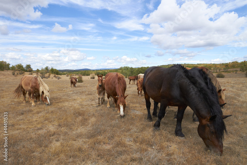 Horses in field, Spain