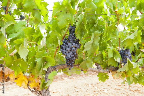Trepat black grape, is a native variety of the Conca de Barbera photo