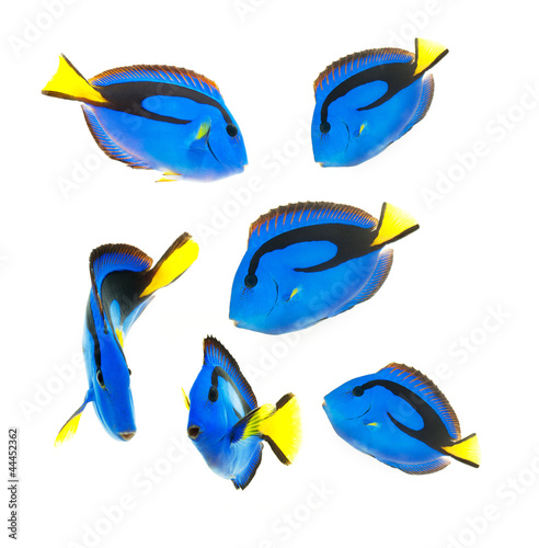 reef fish, blue tang isolated on white background photo