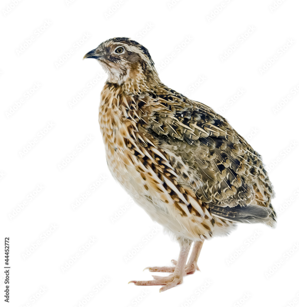 Quail isolated on white background Quail isolated on white background