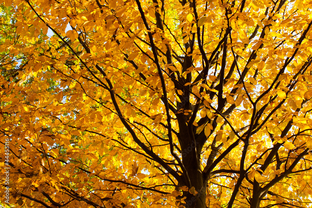 Herbststimmung Herbststimmung