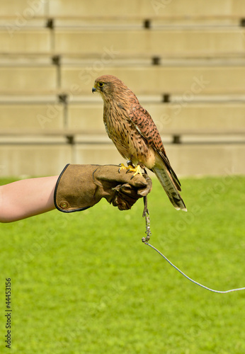 Turmfalke beim Training photo