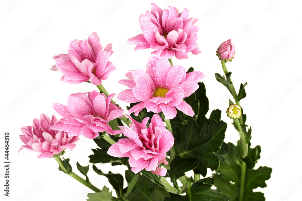 branch of beautiful pink chrysanthemums branch of beautiful pink chrysanthemums