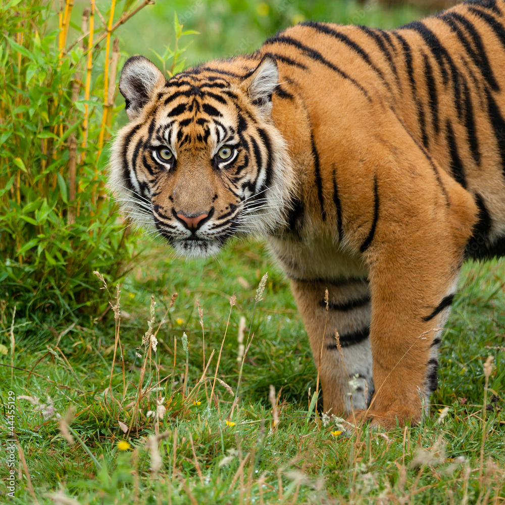 Head Shot of Sumatran Tiger in Grass Head Shot of Sumatran Tiger in Grass