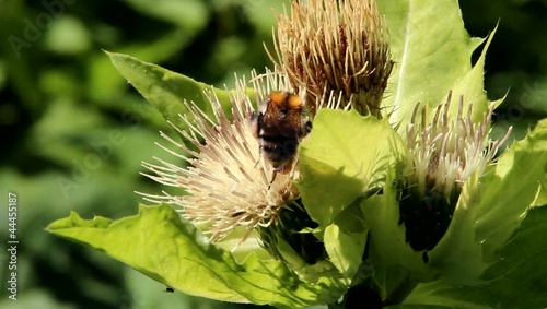 bumblebee on the plant photo