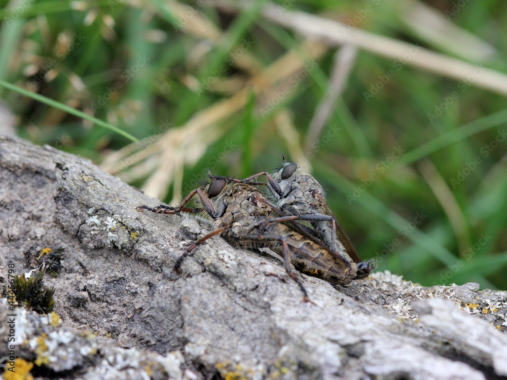 Obraz premium Raubfliegenpaarung