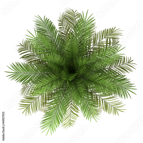 top view of date palm tree isolated on white background