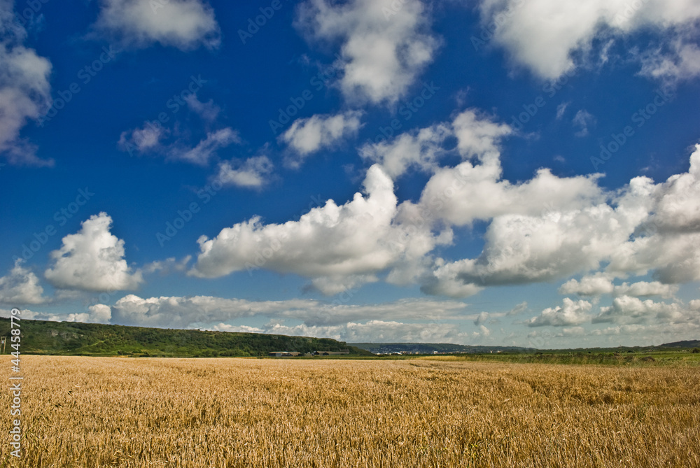 Wheat field and blue cloudy sky.