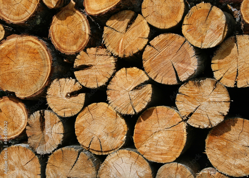 Naklejka premium texture of wooden trunks in the shape of a circle