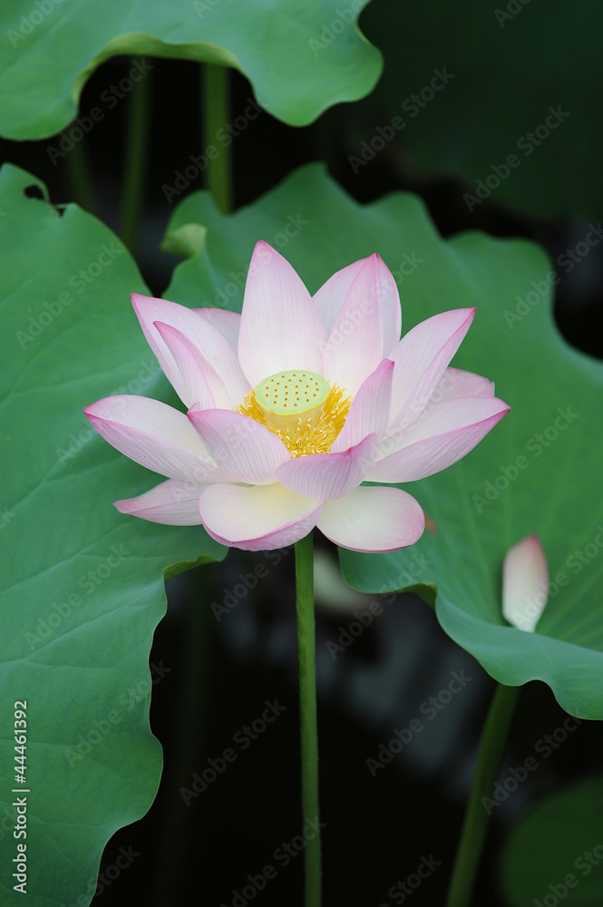 Obraz premium blooming lotus flower