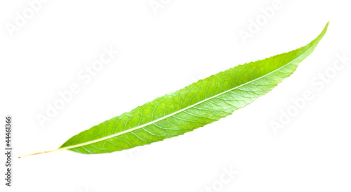 Green leaf of a willow