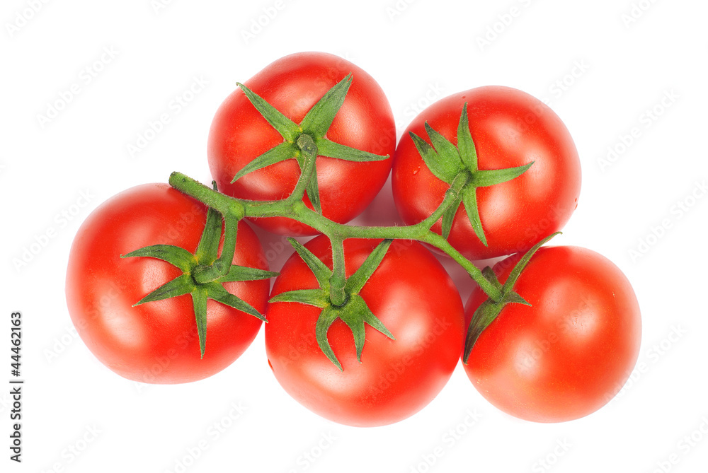 branch with red and fresh tomatoes isolated on white branch with red and fresh tomatoes isolated on white