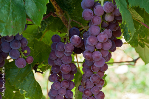 pink grapes in the vineyard