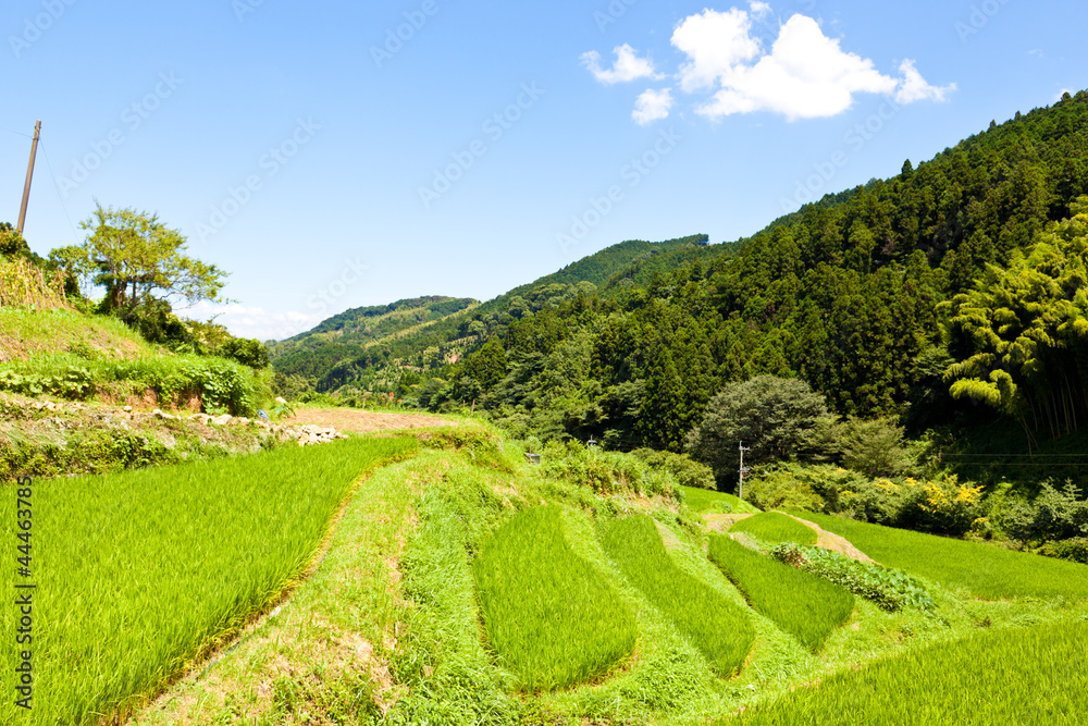 Rice Terraces of the mountain