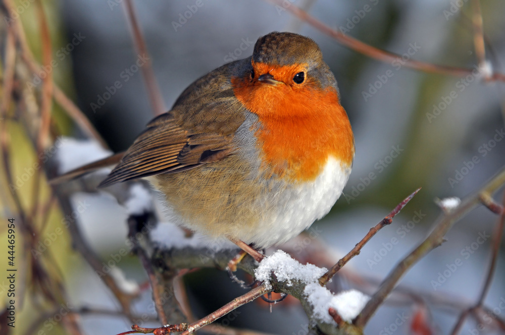 Christmas Robin Christmas Robin