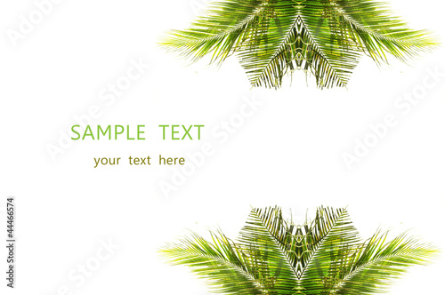 coconut leaves with design on white background and space