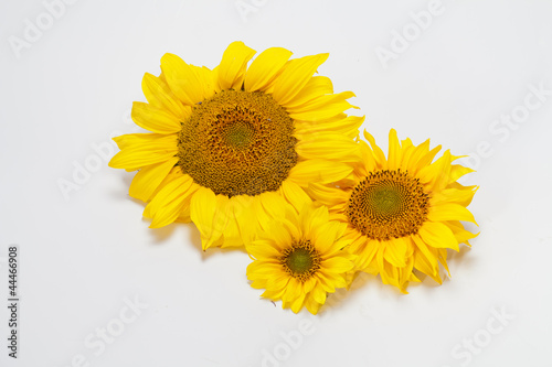 Sunflowers   isolated on white background