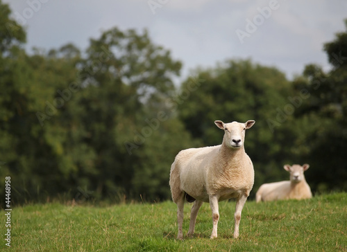 Freshly sheared sheep