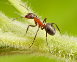 ant formica rufa on grass