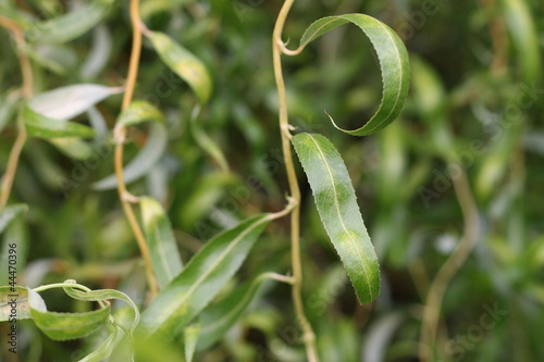 Plakat w ramie Leaves