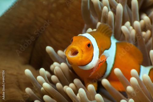 カクレクマノミ、食事中