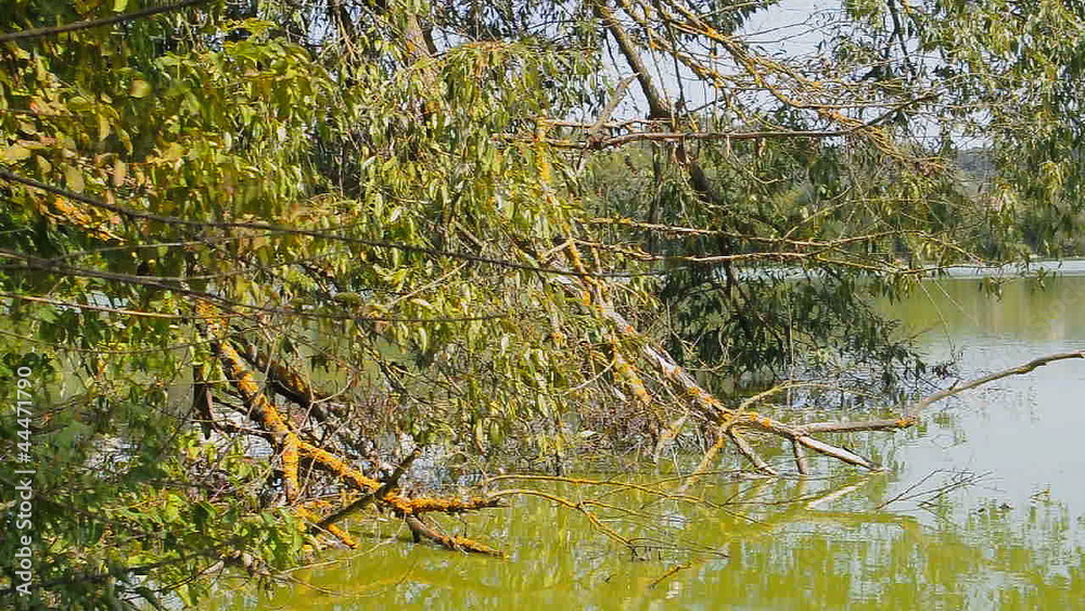 Branches of trees sinking in lake Branches of trees sinking in lake