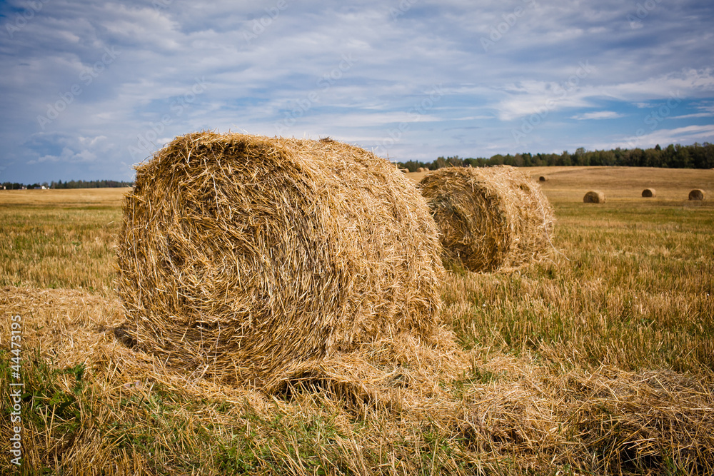 Straw Haystacks on the grain field after harvesting Straw Haystacks on the grain field after harvesting