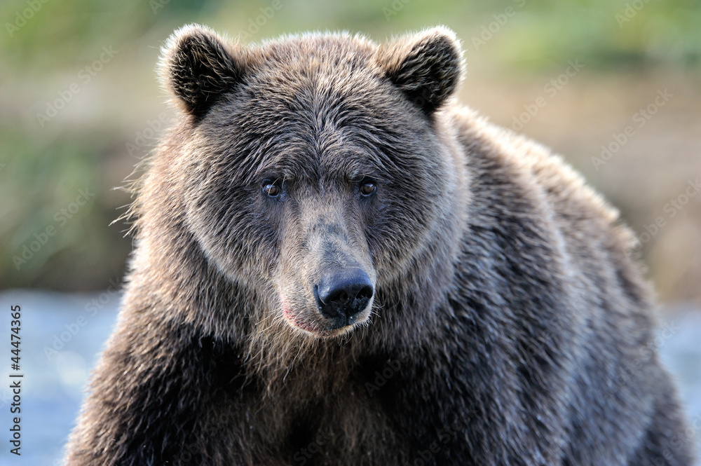 Portrait of a Grizzly Bear.