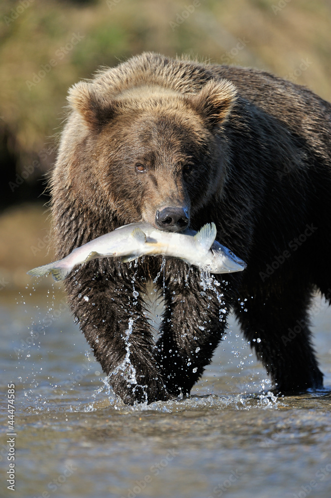 Obraz premium Grizzly Bear catching a salmon.