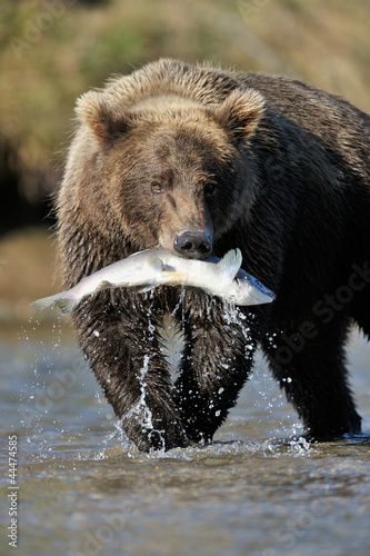 Grizzly Bear catching a salmon.