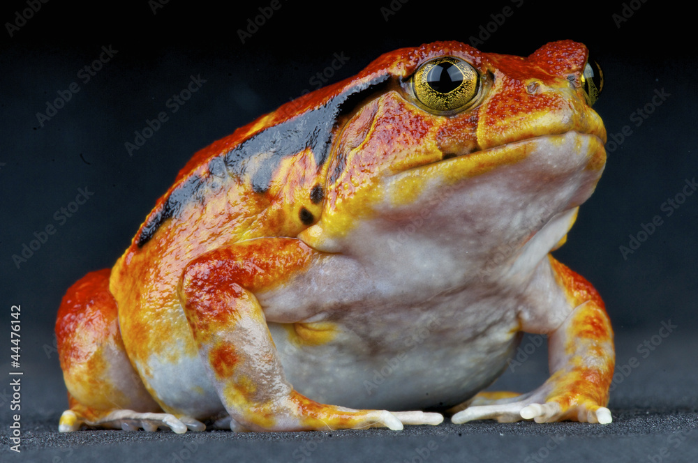 Obraz premium Tomato frog / Dyscophus guineti