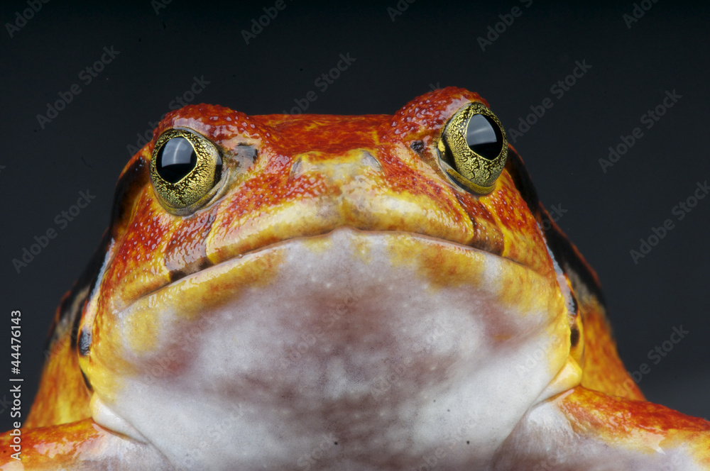 Fototapeta premium Tomato frog / Dyscophus guineti
