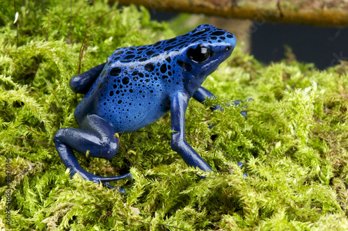 Blue poison dartfrog / Dendrobates azureus photo