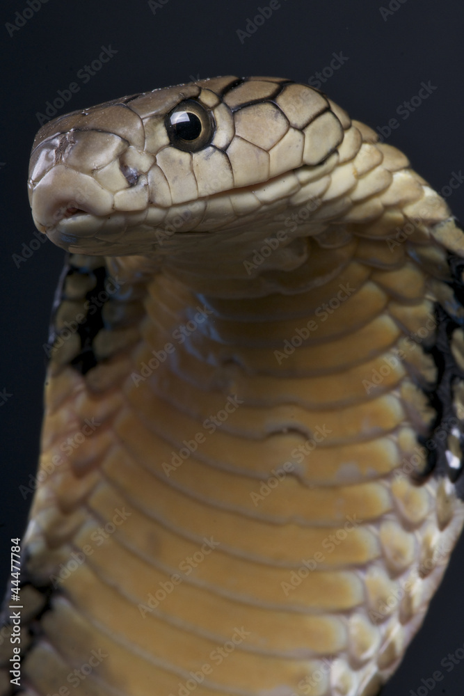 Obraz premium King cobra / Ophiophagus hannah