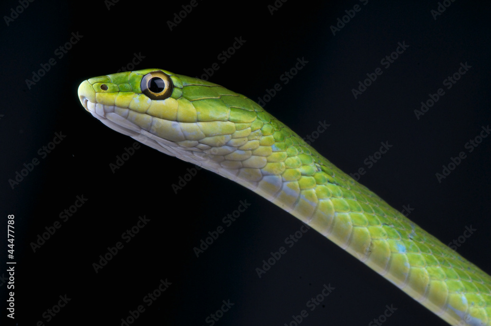 Fototapeta premium Rugh green snake / Opheodrys aestivus