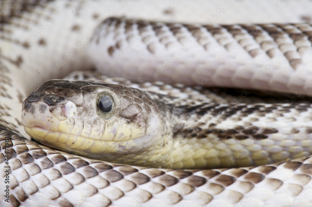 Fototapeta premium Western rat snake / Pantherophis obsoletus