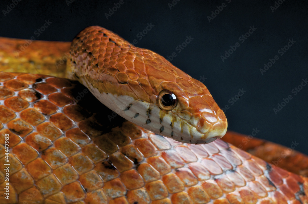 Cornsnake / Pantherophis guttatus Cornsnake / Pantherophis guttatus