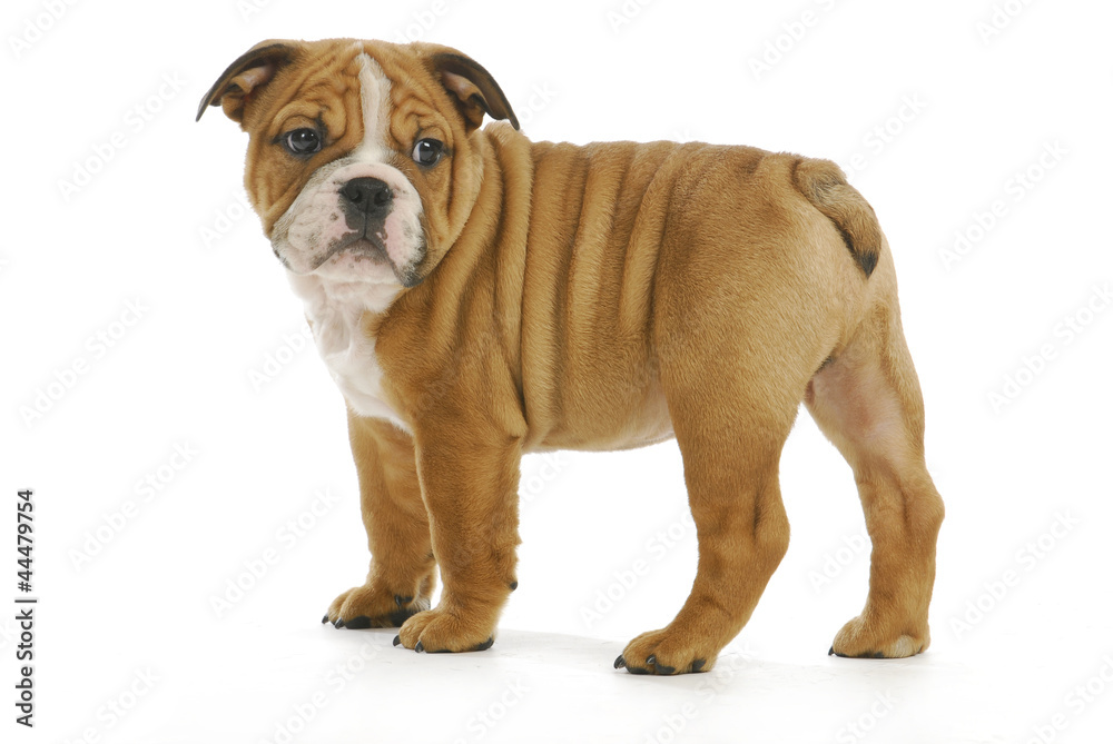 Obraz premium cute puppy